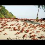 Crab Rave meme template