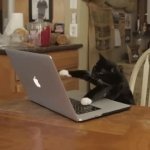 Typing kitty meme template