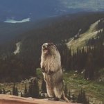 Screaming Marmot meme template