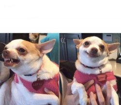 angry chihuahua happy chihuahua meme template