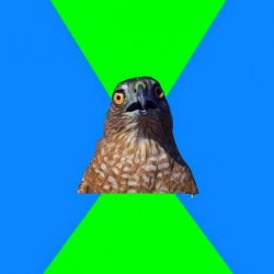 Hawkward meme template