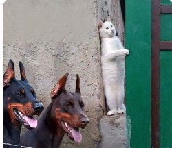 Hidden cat meme template