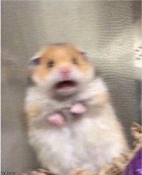 Scared Hamster meme template
