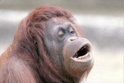 Monkey OOH meme template