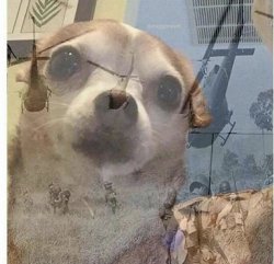 PTSD Chihuahua meme template