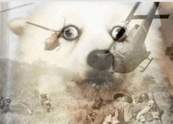 PTSD dog meme template