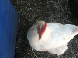 Angry Chicken Boss meme template