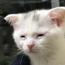 I'm awake, but at what cost? meme template