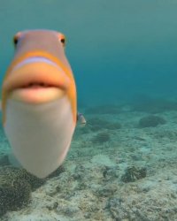 staring fish meme template