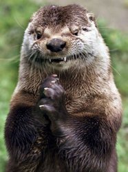 Evil Otter meme template
