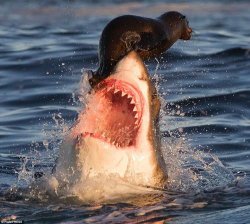 Travelonshark meme template