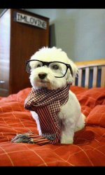 Intelligent Dog meme template