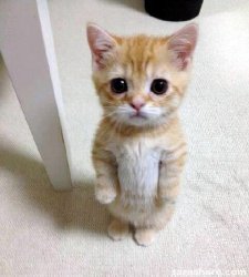 Cute Cat meme template