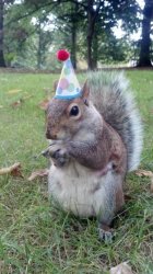 Super Birthday Squirrel meme template