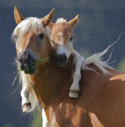 Foal Of Mine meme template