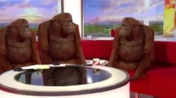orangutan interview meme template
