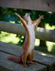 Happy Squirrel meme template