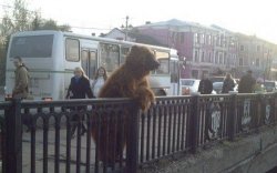 City Bear meme template