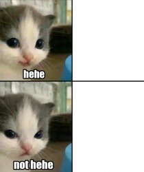 Cute cat hehe and not hehe meme template