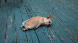 tired dog meme template
