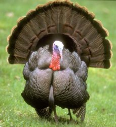 Turkey meme template