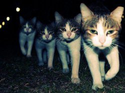 Wrong Neighboorhood Cats meme template