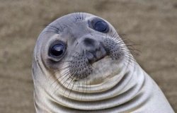 Awkward Moment Sealion meme template