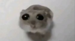 Sad Hamster meme template