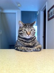 Take A Seat Cat meme template