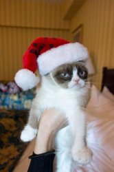 Grumpy Cat Christmas meme template