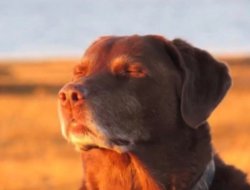 Dog accepting fate meme template