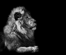 the lion.. meme template