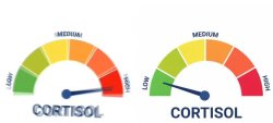 high vs low cortisol meme template