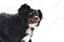 Crazy Dawg meme template