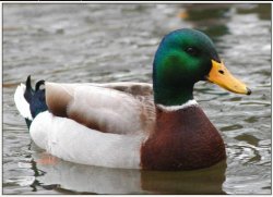 Actual Advice Mallard meme template