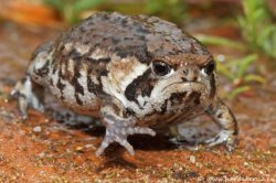 Grumpy Toad meme template