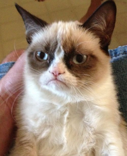 Grumpy cat frowning meme